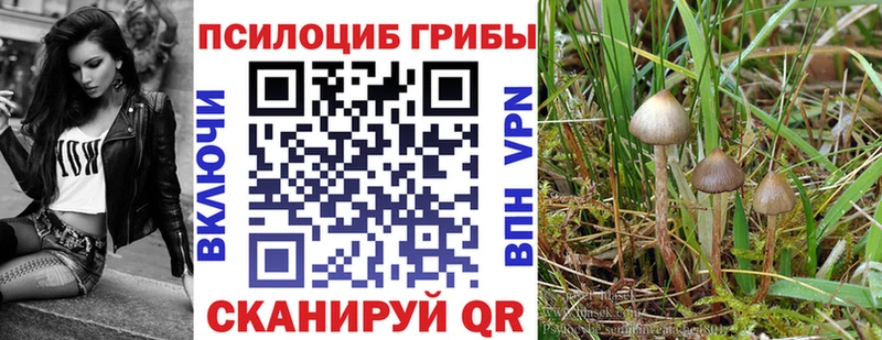 Псилоцибиновые грибы Psilocybe  Горячеводский 
